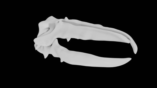 Whale skull 3d model