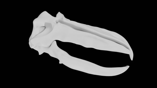 Whale skull 3d model