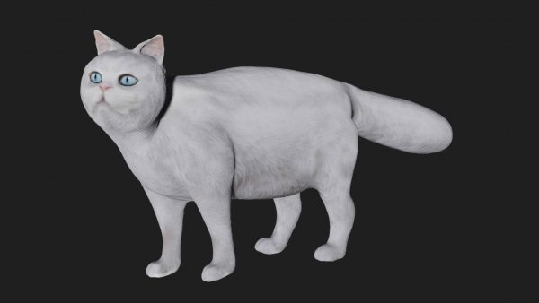 White cat 3d model