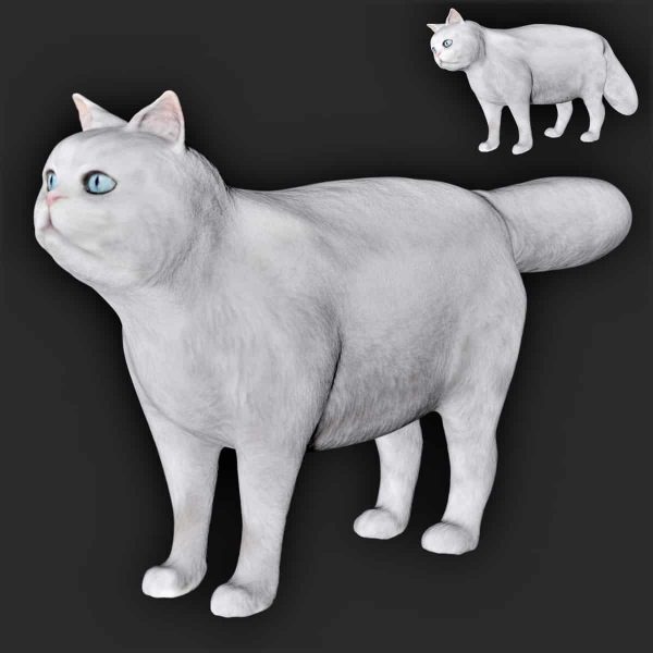 White cat 3d model