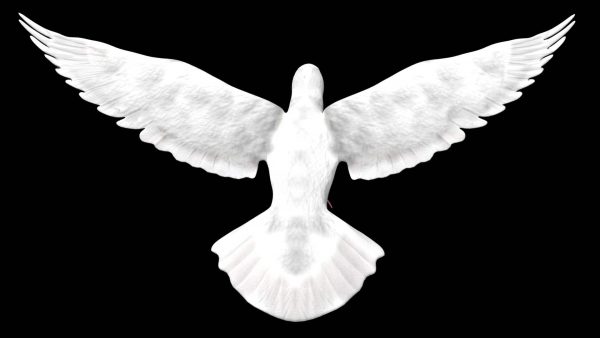 White pigeon 3d model