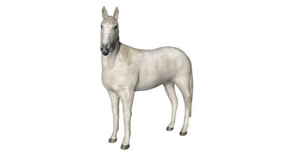 White stallion 3d model