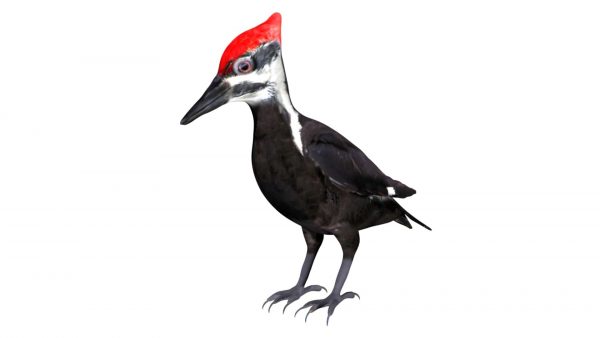 Woodpecker bird 3d model