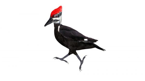 Woodpecker bird 3d model
