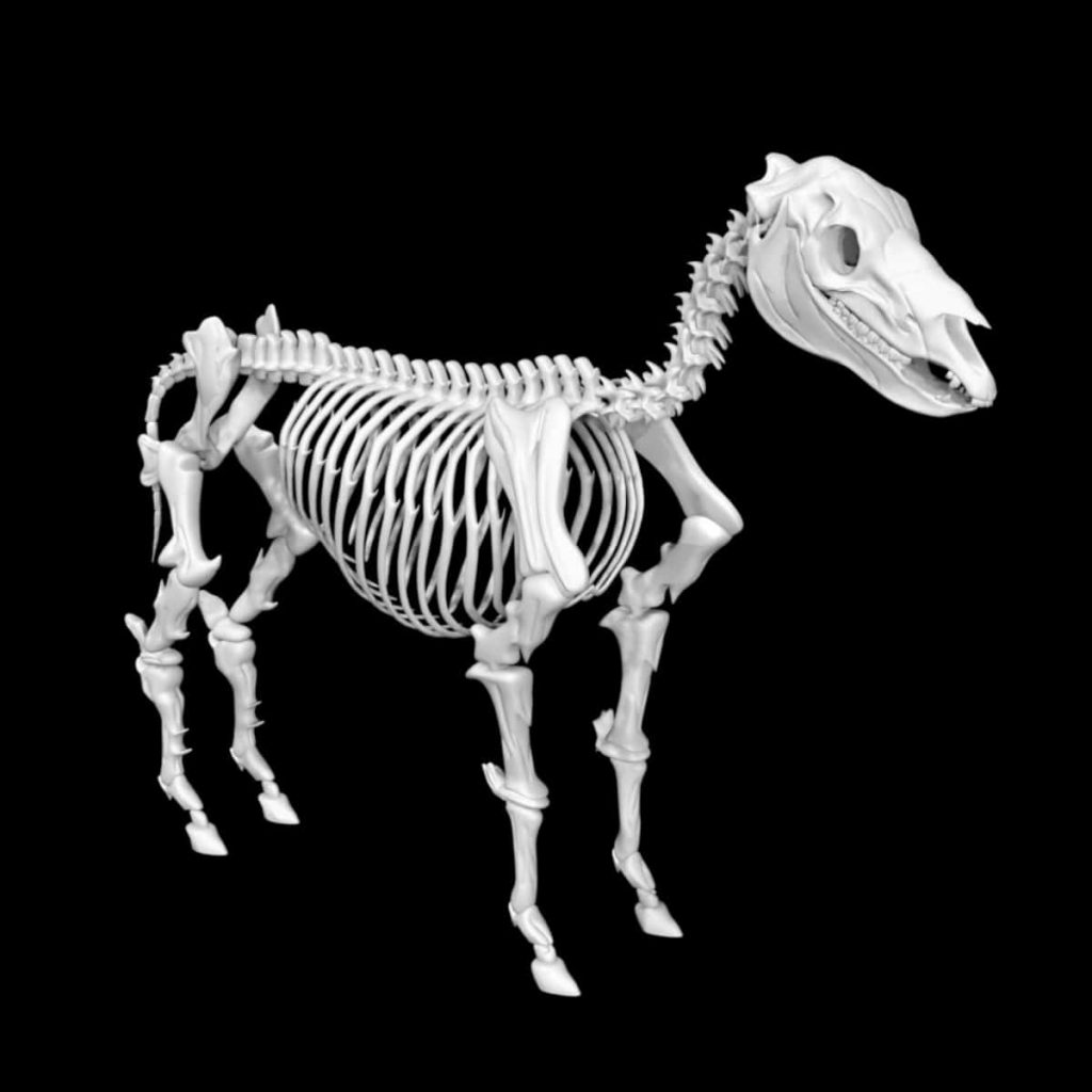 Zebra skeleton 3d model Low Poly AR 3D Model - Team 3d Yard