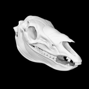 Zebra skull 3d model