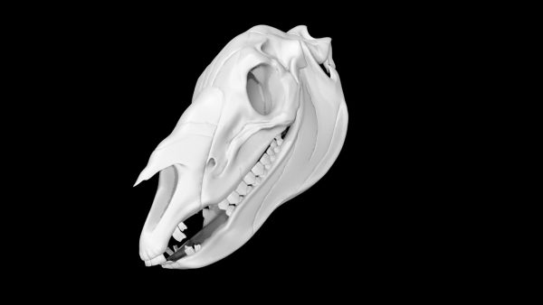 Zebra skull 3d model