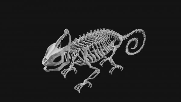 Chameleon skeleton 3d model