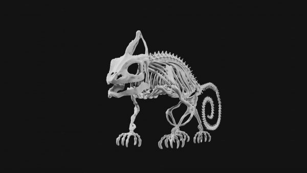 Chameleon skeleton 3d model
