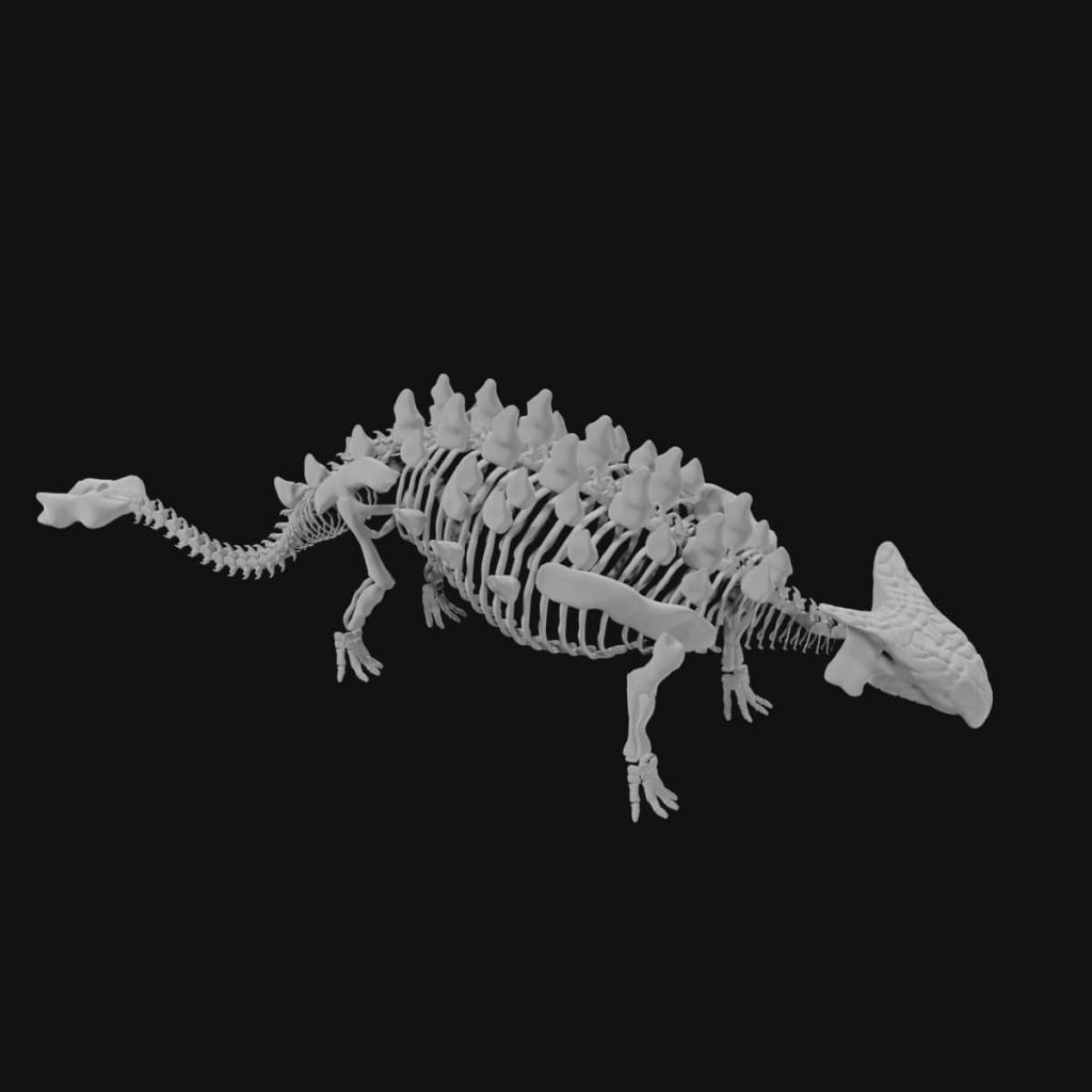 Ankylosaurus Skeleton 3d Model Low Poly