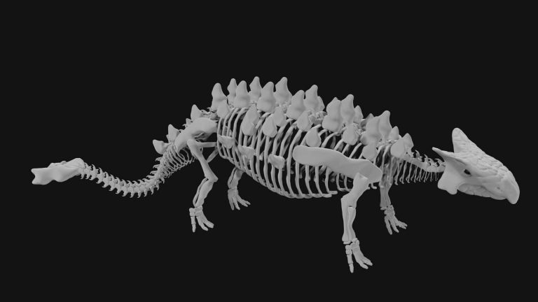 Ankylosaurus skeleton 3d model Low Poly