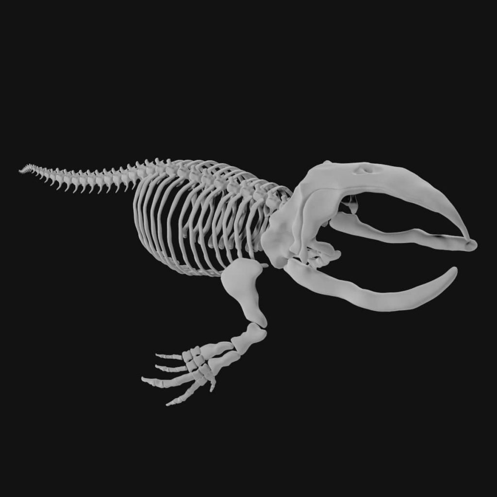 Bowhead whale skeleton 3d model - Team 3d Yard