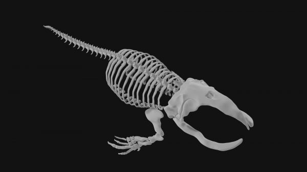Bowhead whale skeleton 3d model