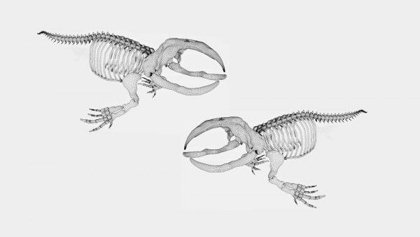 Bowhead whale skeleton 3d model