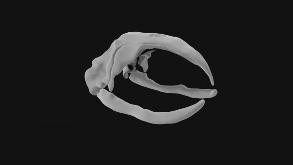 Bowhead whale skull 3d model