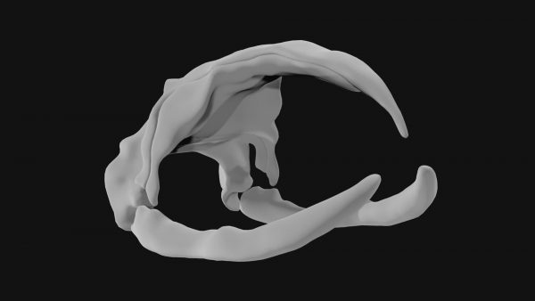 Bowhead whale skull 3d model
