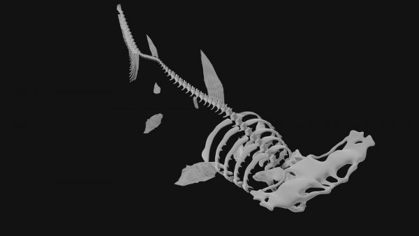 Hammerhead whale skeleton 3d model