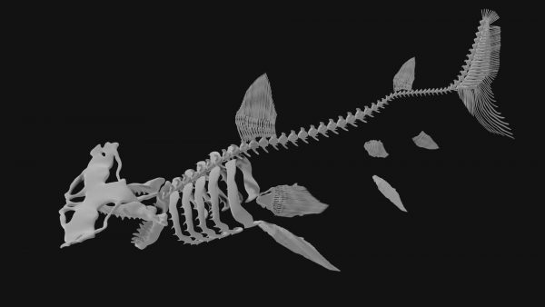 Hammerhead whale skeleton 3d model