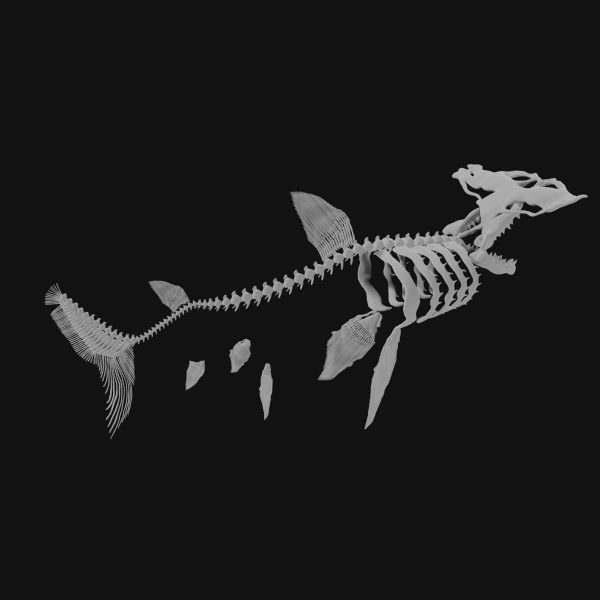 Hammerhead shark Skeleton 3d model Low Poly - Team 3d Yard