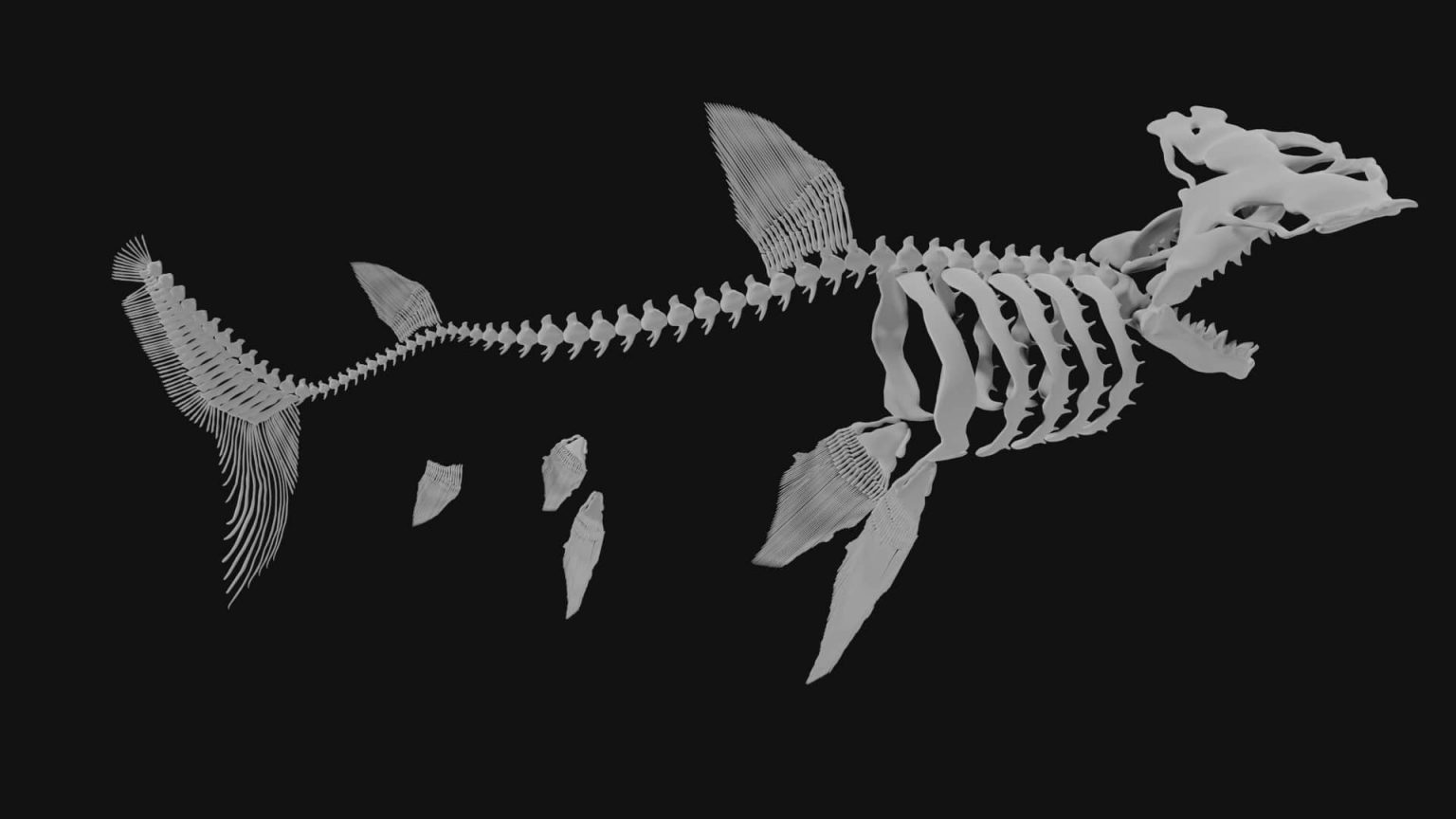 Hammerhead shark Skeleton 3d model Low Poly - Team 3d Yard