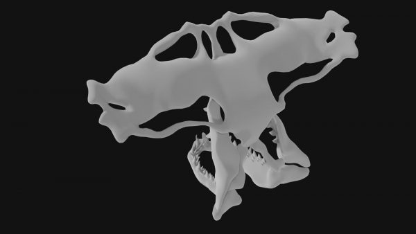 Hammerhead whale skull 3d model