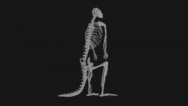 Kangaroo skeleton 3d model