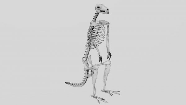 Kangaroo skeleton 3d model