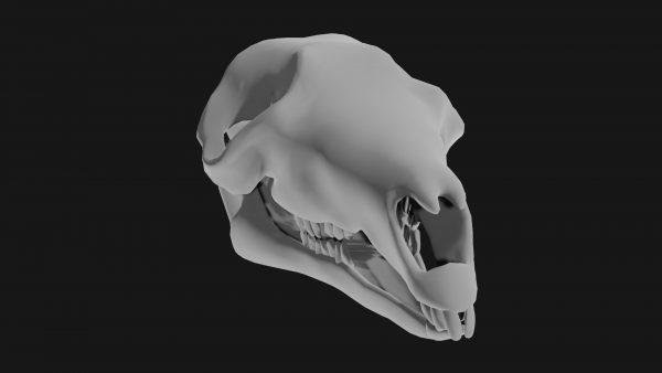 Kangaroo skull 3d model