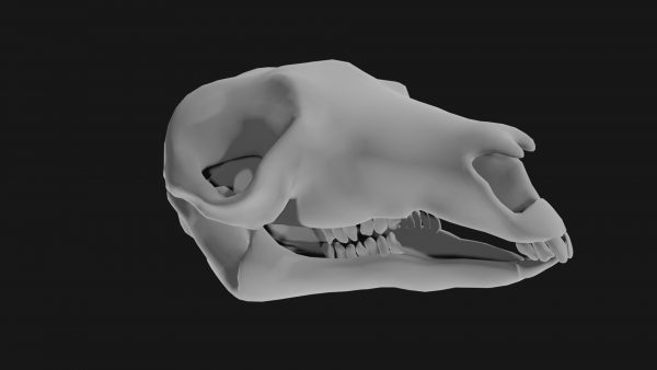 Kangaroo skull 3d model