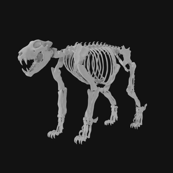 Lion skeleton 3d model