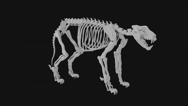 Lion skeleton 3d model