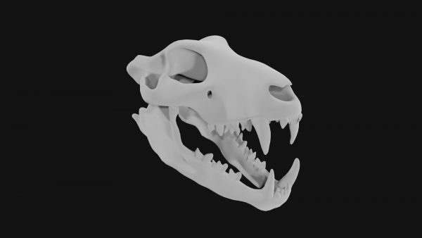 Lion skull 3d model