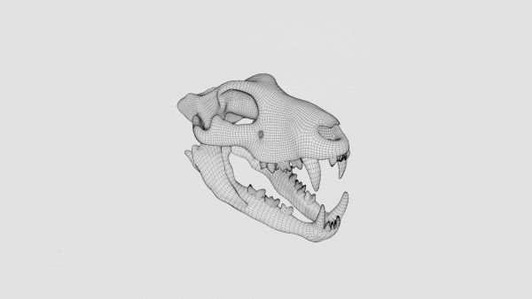 Lion skull 3d model