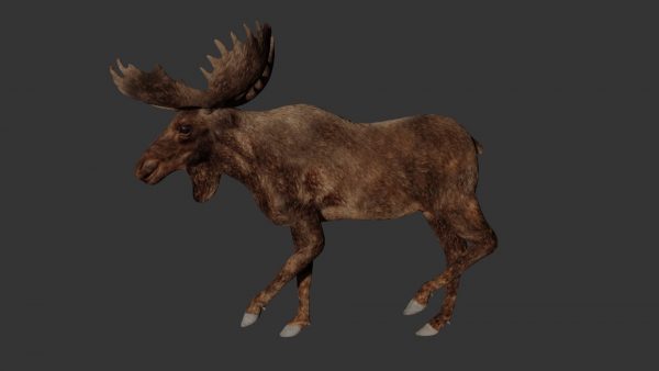 Moose 3d model