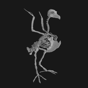 Owl skeleton 3d model