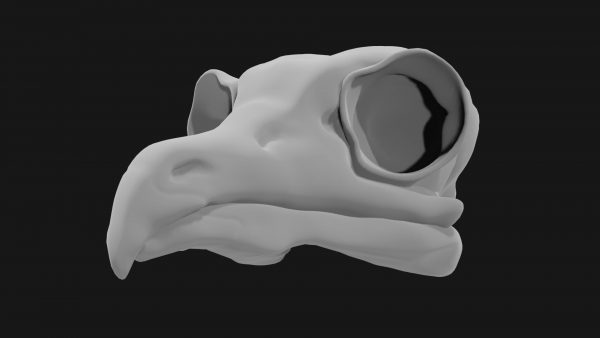 Owl skull 3d model
