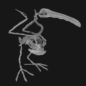 Pelican skeleton 3d model