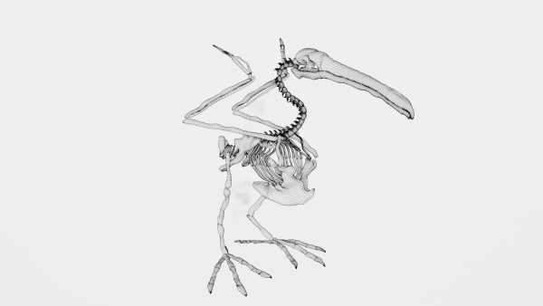 Pelican skeleton 3d model