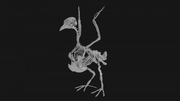Pigeon skeleton 3d model