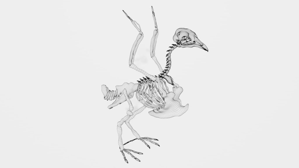 Pigeon Skeleton 3d model Low Poly