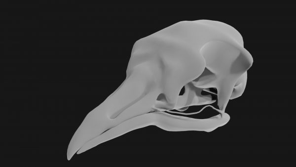 Pigeon skull 3d model