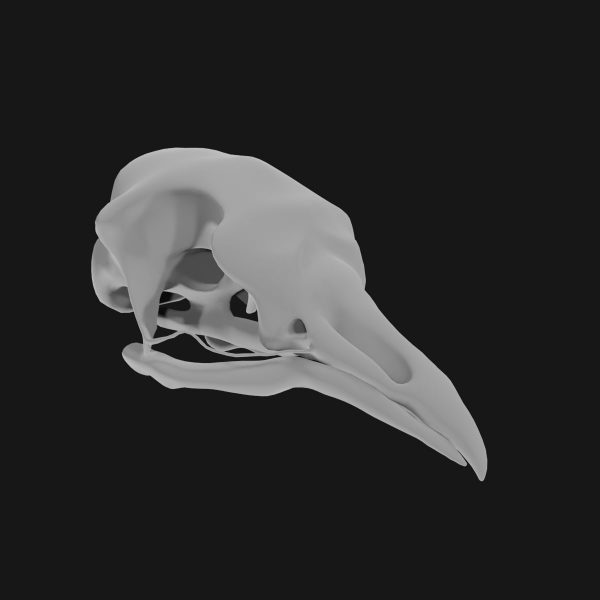 Pigeon skull 3d model