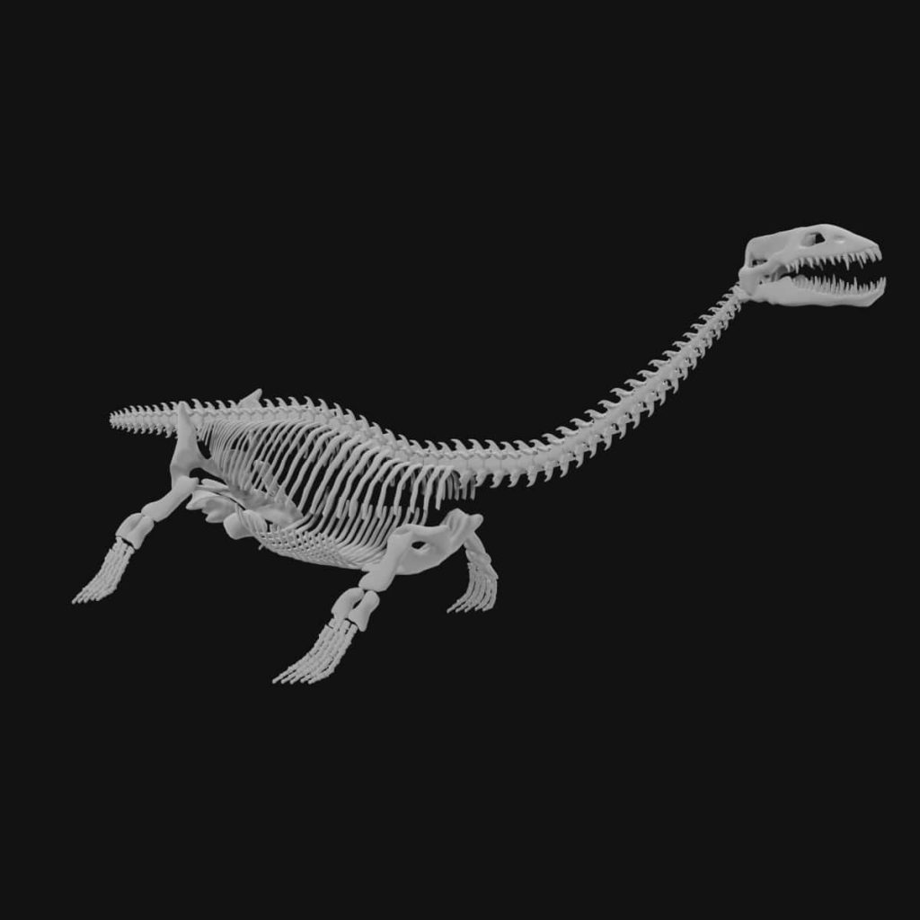 Plesiosaur Skeleton 3d model Low Poly - Team 3d Yard