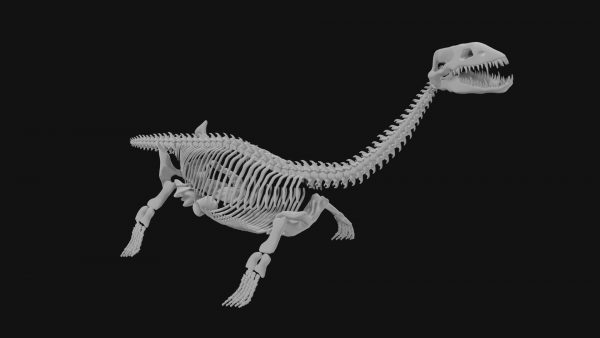Plesiosaur skeleton 3d model