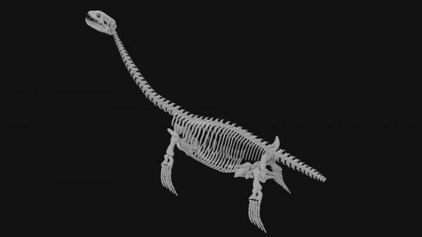 Plesiosaur skeleton 3d model