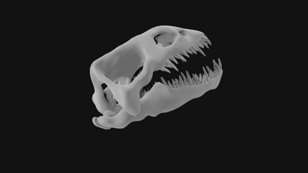 Plesiosaur skull 3d model