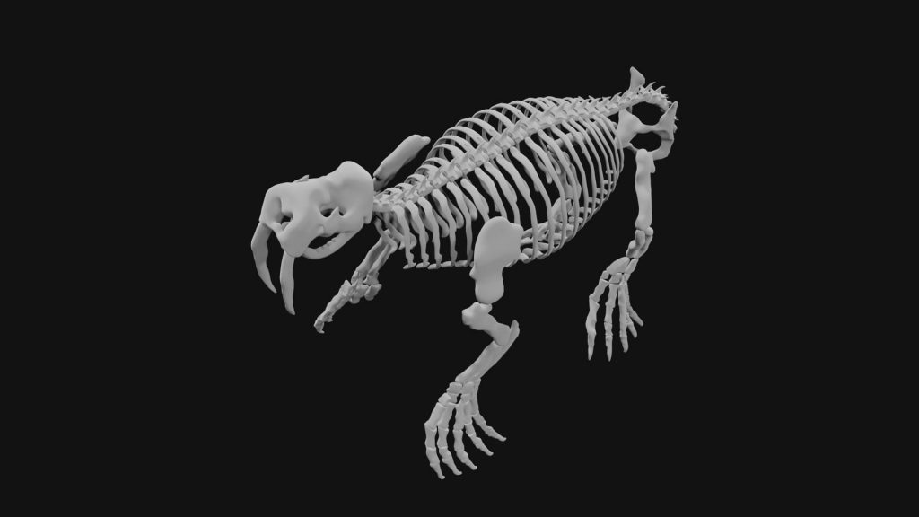 Walrus Skeleton 3d Model Low Poly