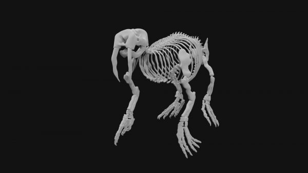 Walrus skeleton 3d model