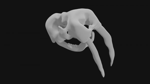 Walrus skull 3d model