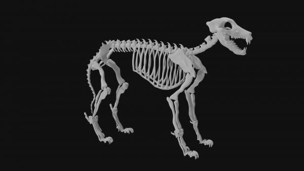 Wolf skeleton 3d model